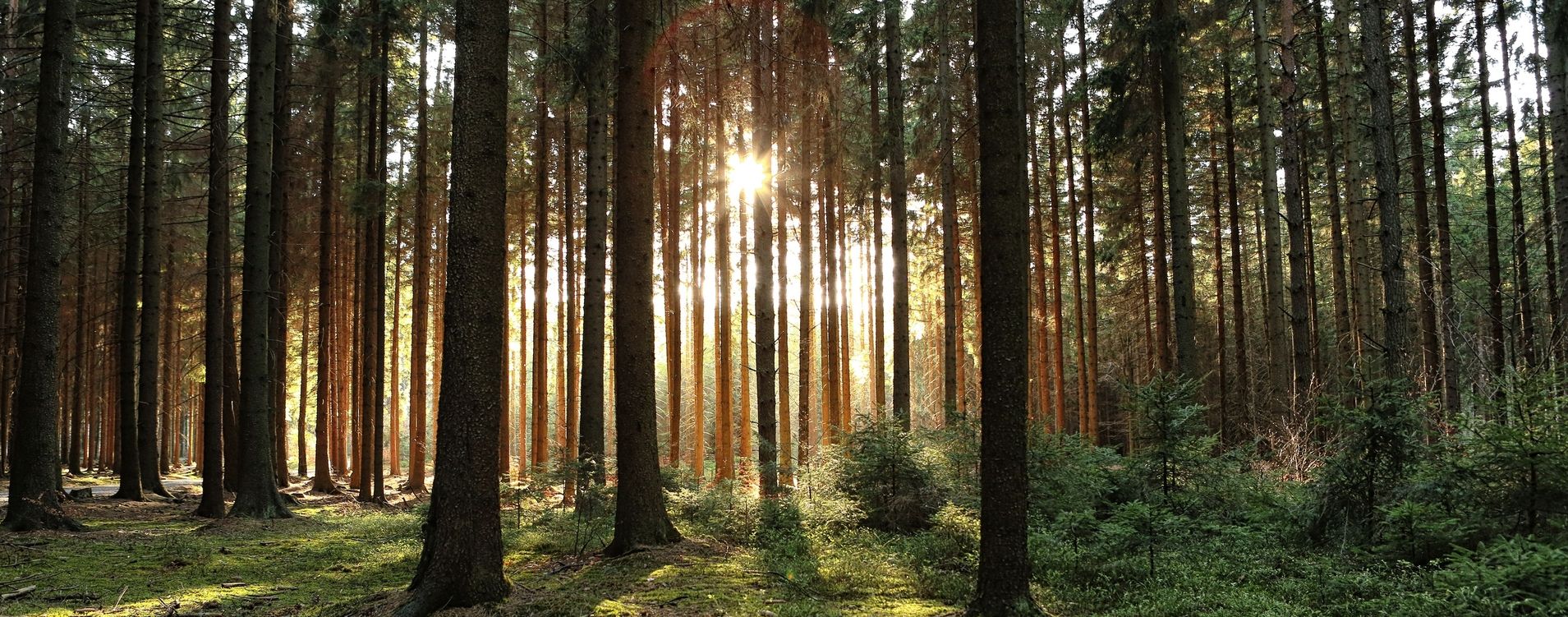 Wald